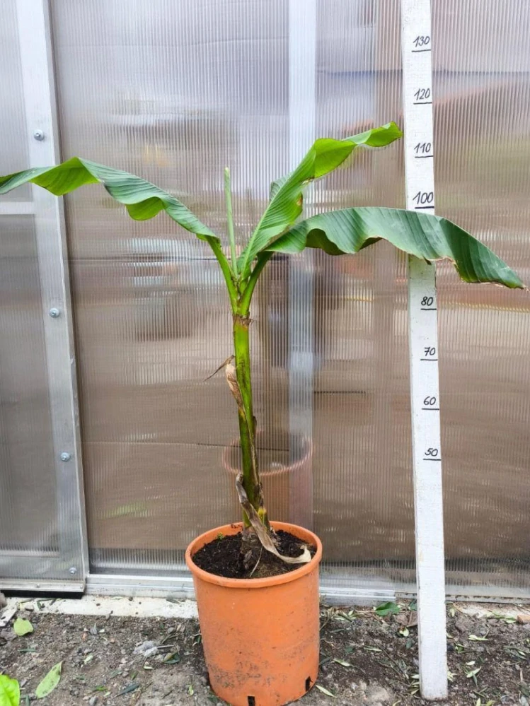 Banánovník Musa basjoo, MRAZUVZDORNÝ