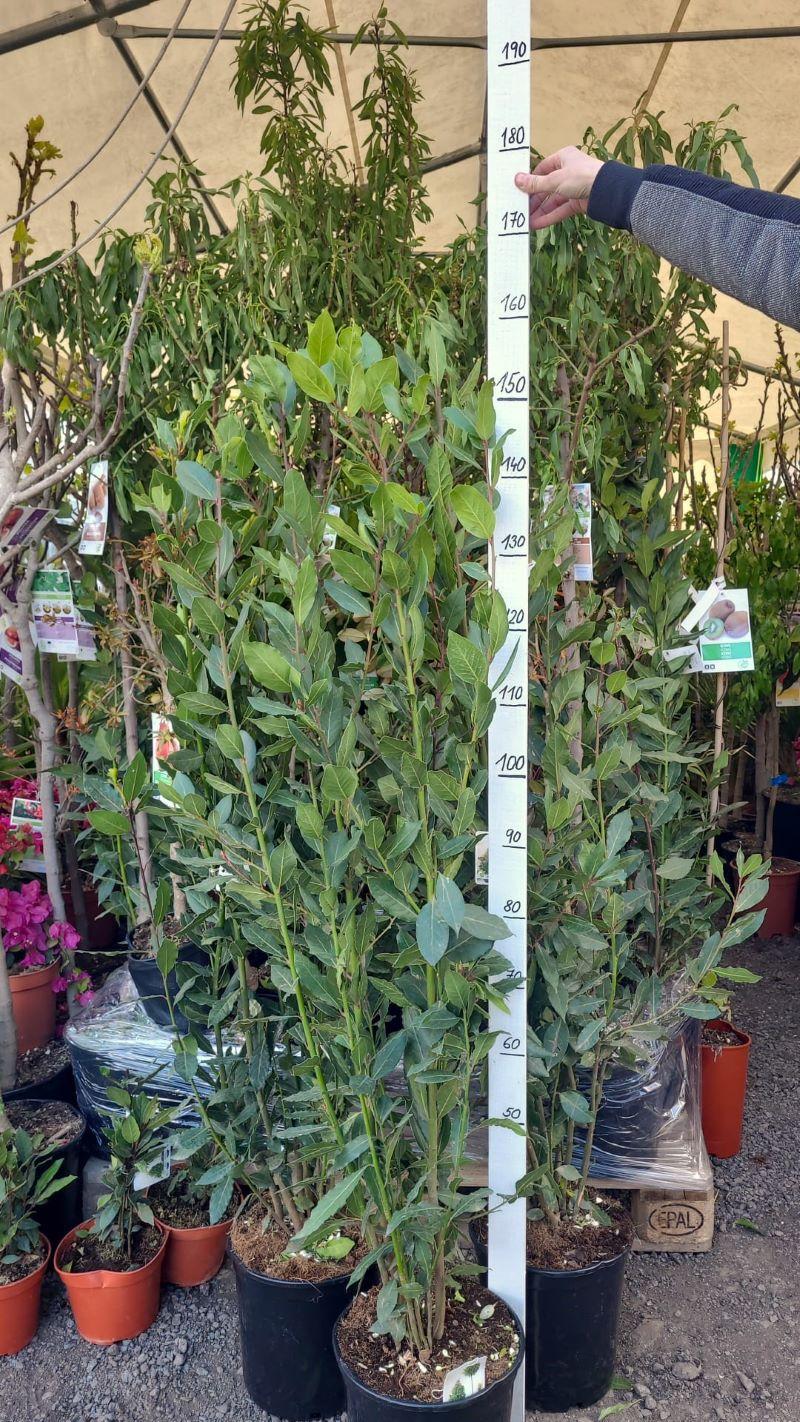 Bobkový list - keř 125-150 cm