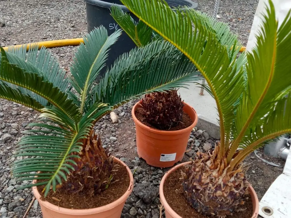 Cycas revoluta 3L
