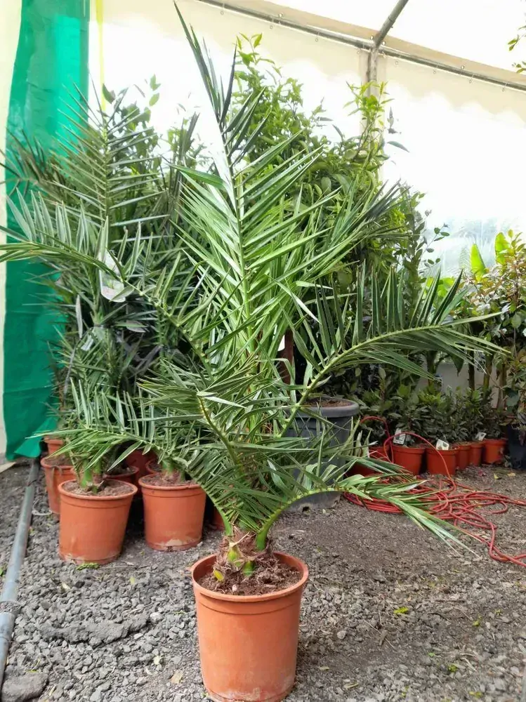 Phoenix canariensis, 100-120 cm