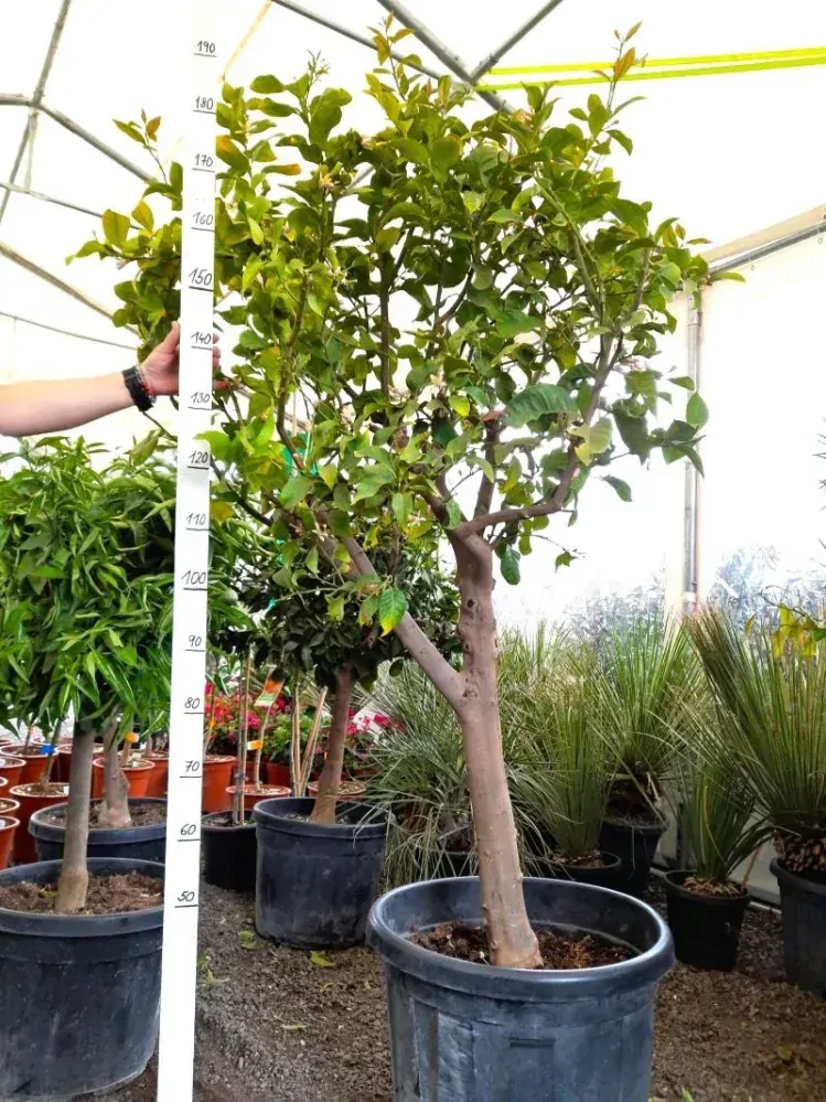 Citrus limon - citron, 80L, obv. 25 cm