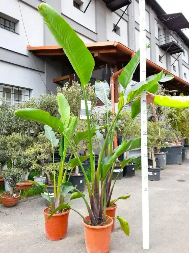 Strelitzia augusta, 10 L, 140-210 cm