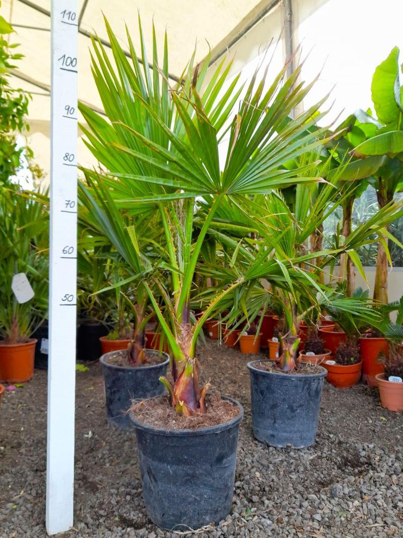 Washingtonia robusta 10L