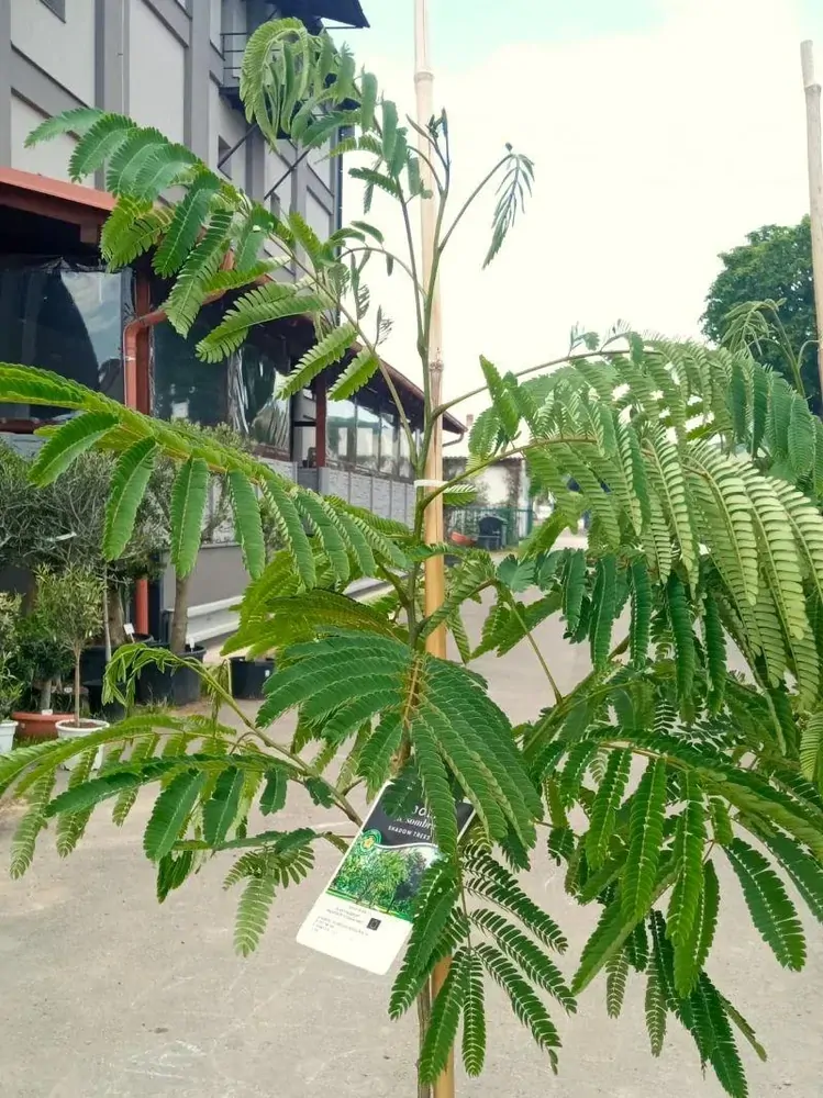 Albizia julibrissin "Rosea", 160-180 cm