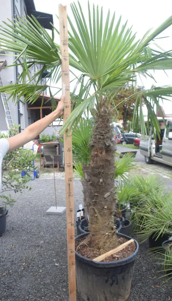Trachycarpus fortunei 2,2-2,5 m, kmen 120+ cm