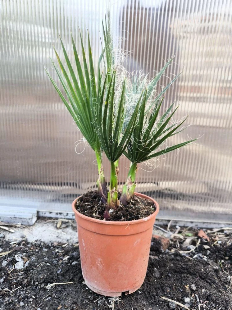 Washingtonia robusta, skupina, 45-50 cm