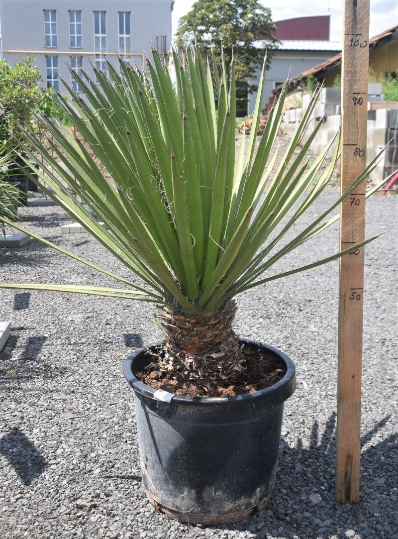 Juka filifera 25L (-10°C)