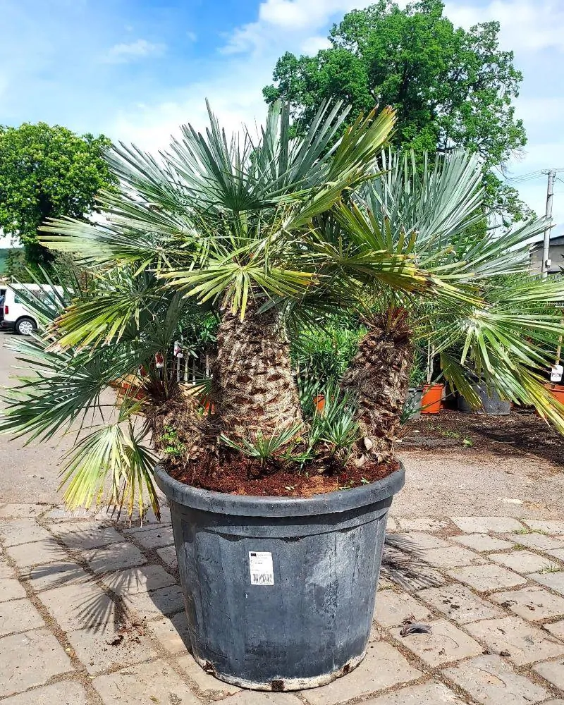 Chamaerops humilis var. Cerifera (-14°C)