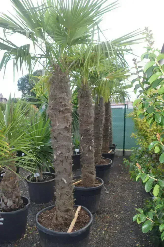 Trachycarpus fortunei 2,9-3,1 m, kmen 190+ cm