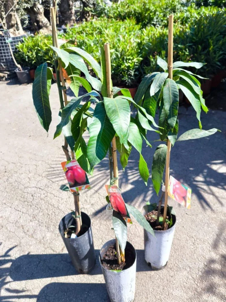 Mango (Mangovník indický), 115-125 cm