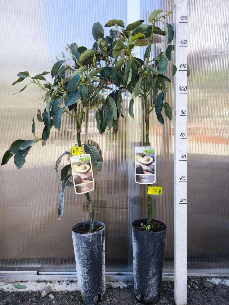 Avokádo, 110-120 cm, odrůda "Hass"