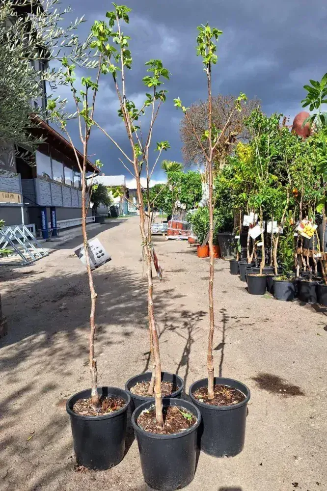 Kaki, odr. "Rojo brillante", obv. 4-6 cm