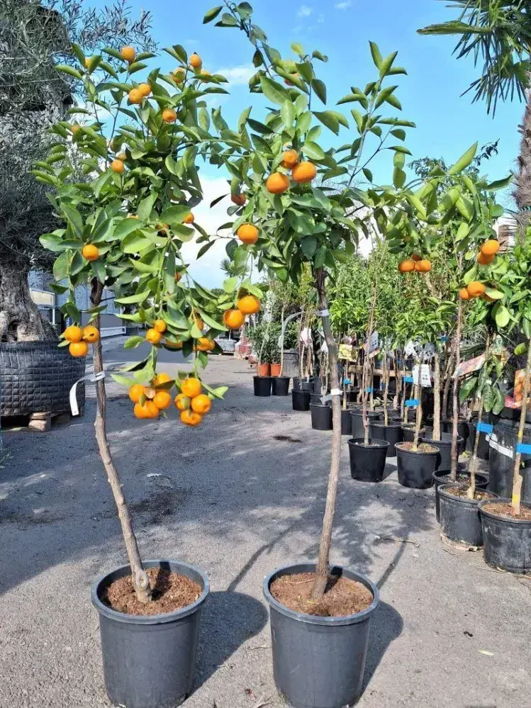 Citrus "Kalamondin", 140 cm, obv. 6-8 cm