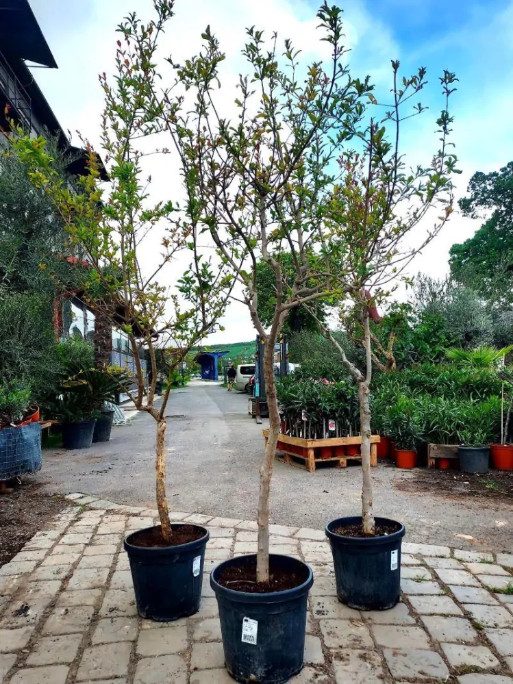 Granátové jablko, 160-190 cm, obv. 12-14 cm