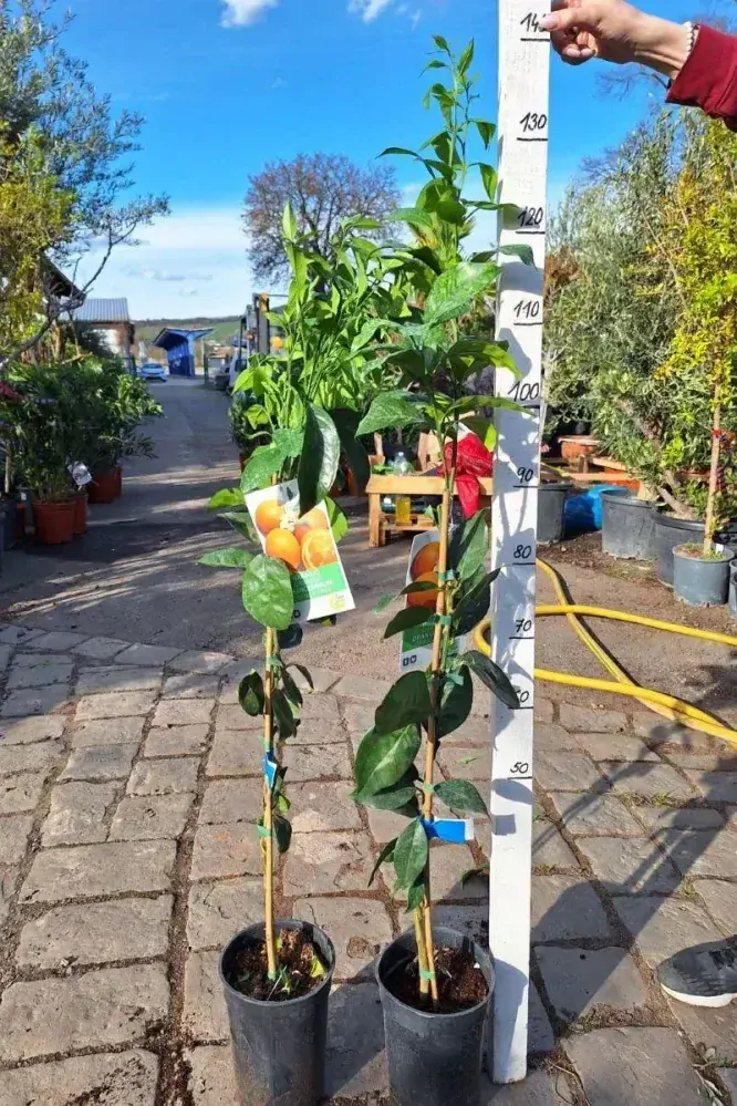 Citrus sinensis - pomeranč, 120-140 cm
