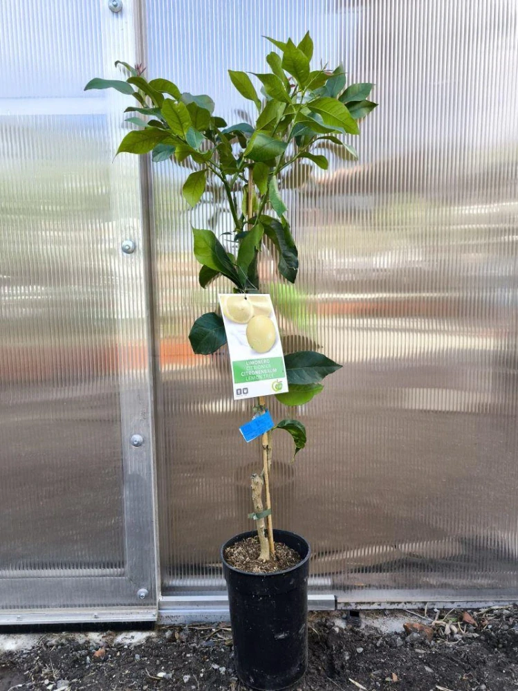 Citrus limon - citron, 90-120 cm