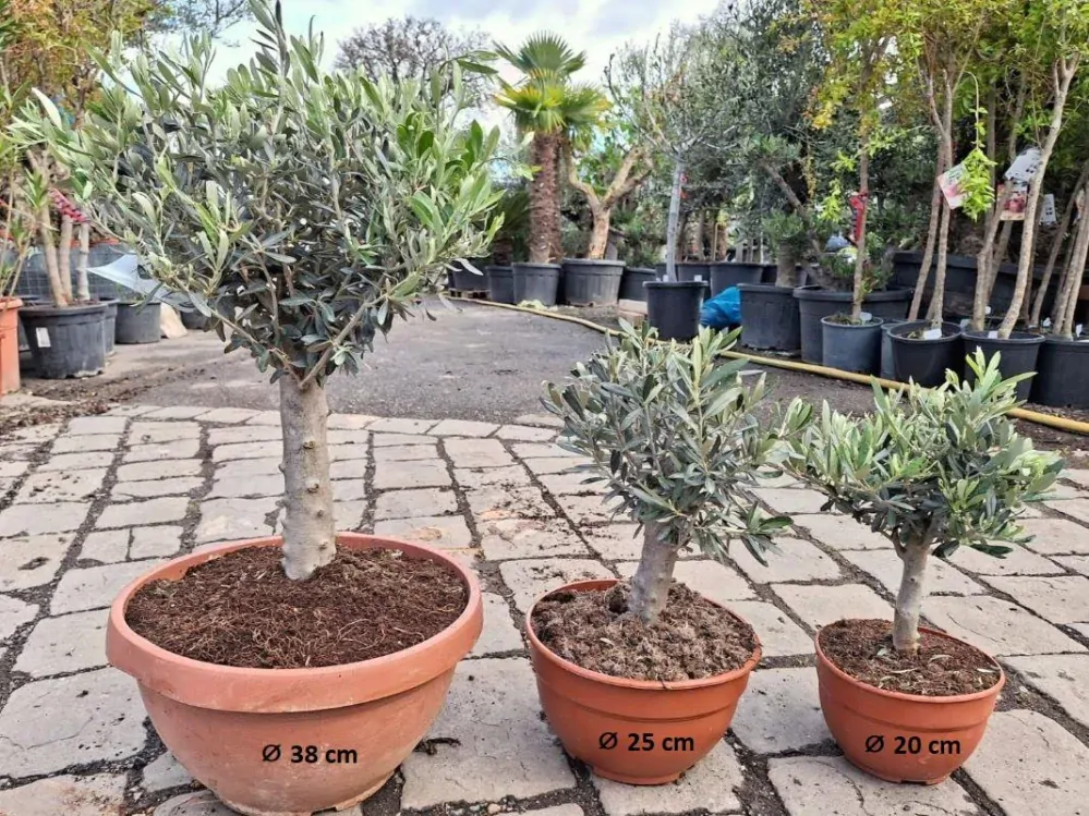 Olivovník, 75-85 cm, misky 38 cm