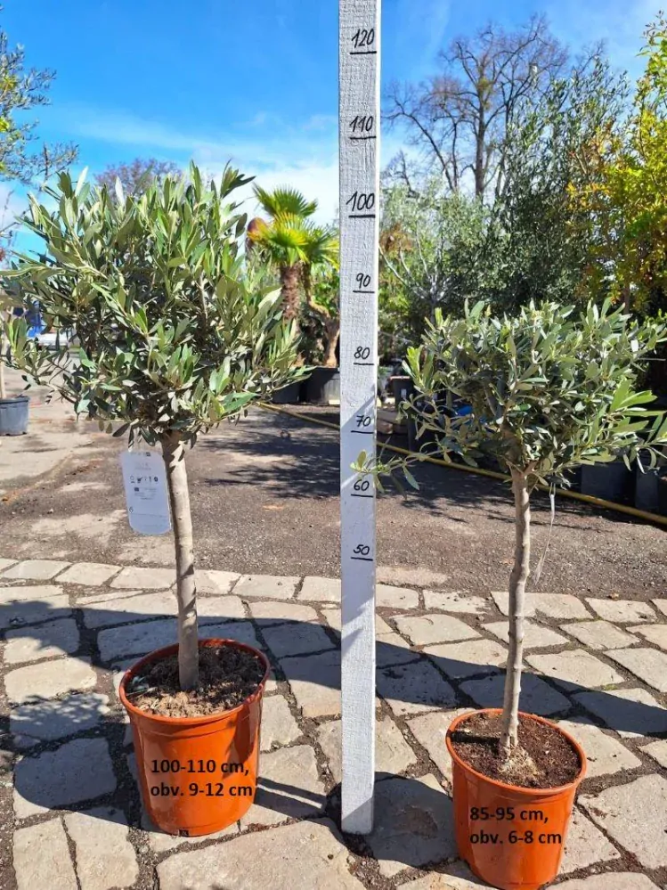 Olivovník evrop., 85-95 cm, obv. 6-8 cm