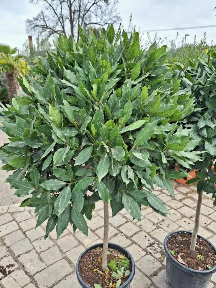 Bobkový list - koruna na kmínku, 180-190 cm