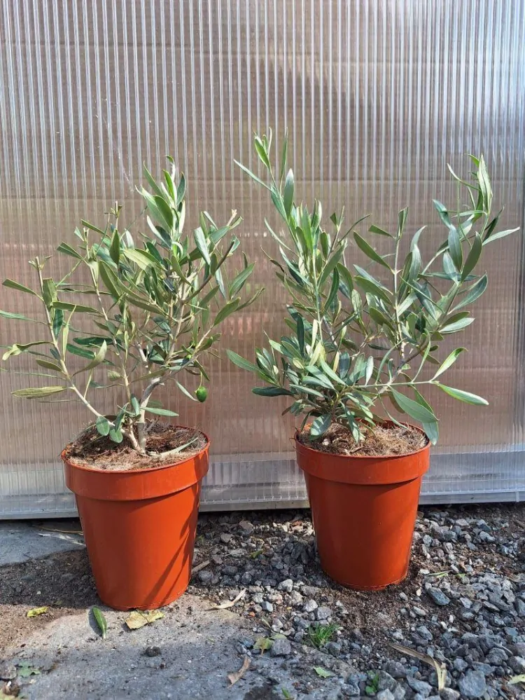 Olivovník, 35-45 cm