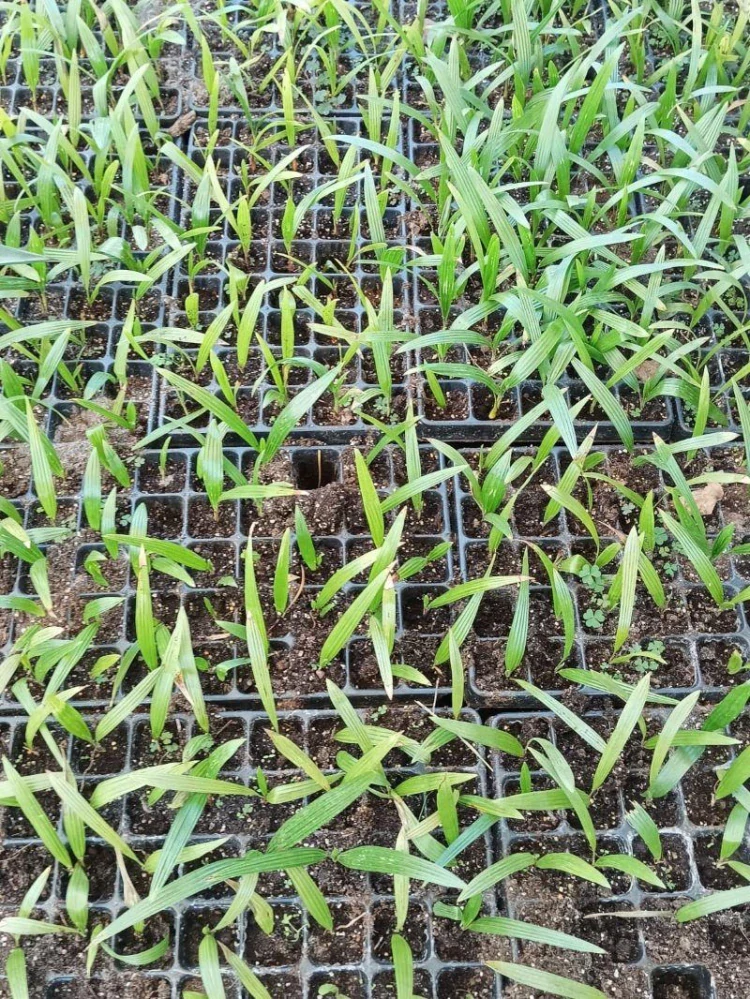 Trachycarpus fortunei, sazenice