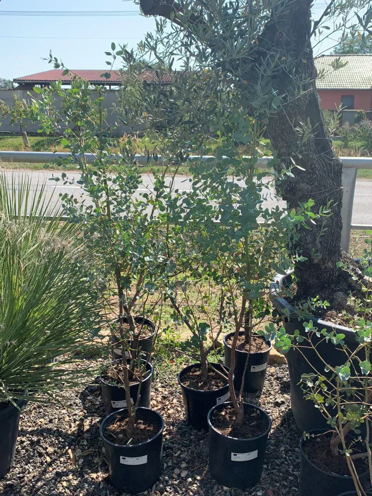 Eucalyptus gunnii