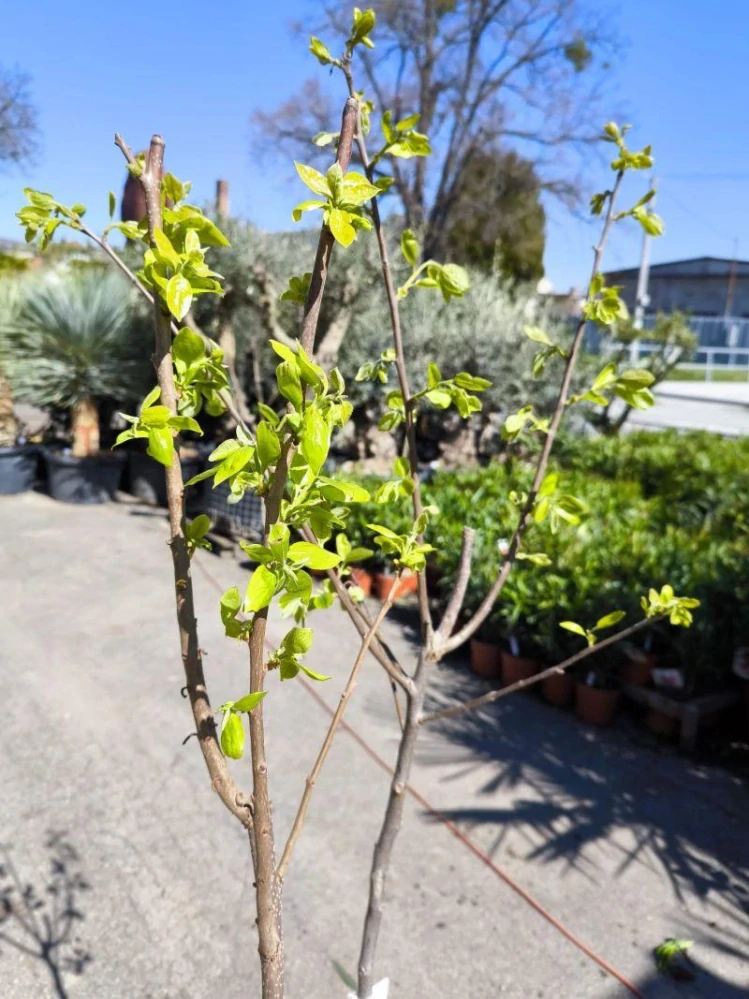 Kaki, odr. "Rojo Brillante", obv. 5-6 cm