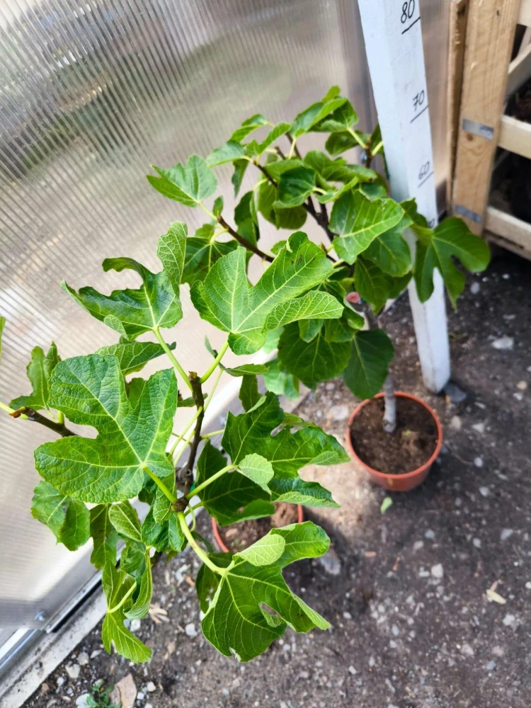 Fíkovník "Brown Turkey", 40-50 cm