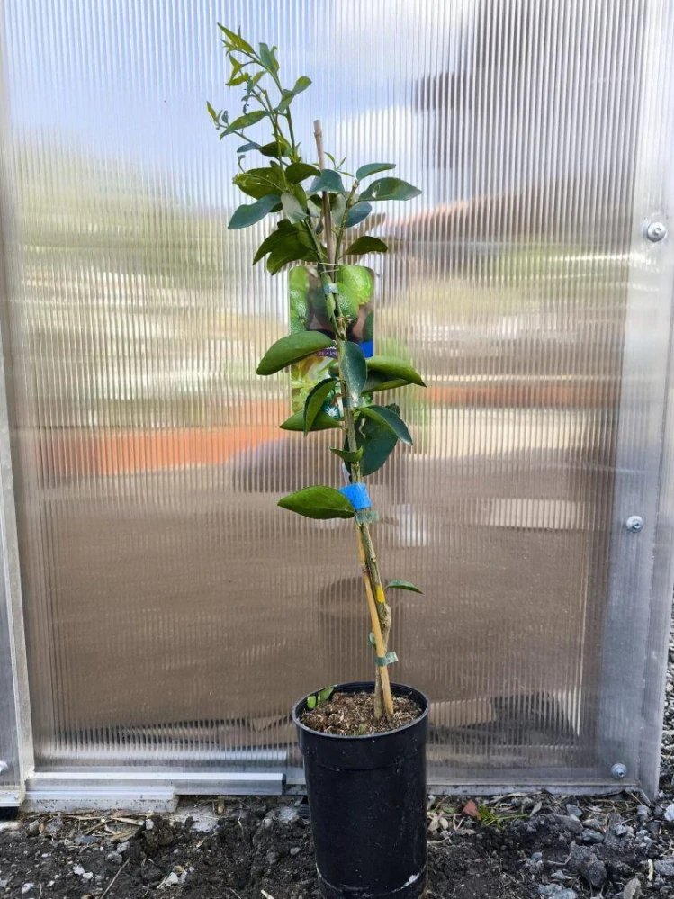 Citrus latifolia - limetka, 80-90 cm
