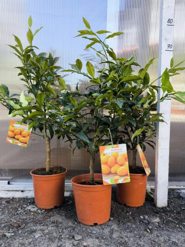 Kumquat, 60-70 cm