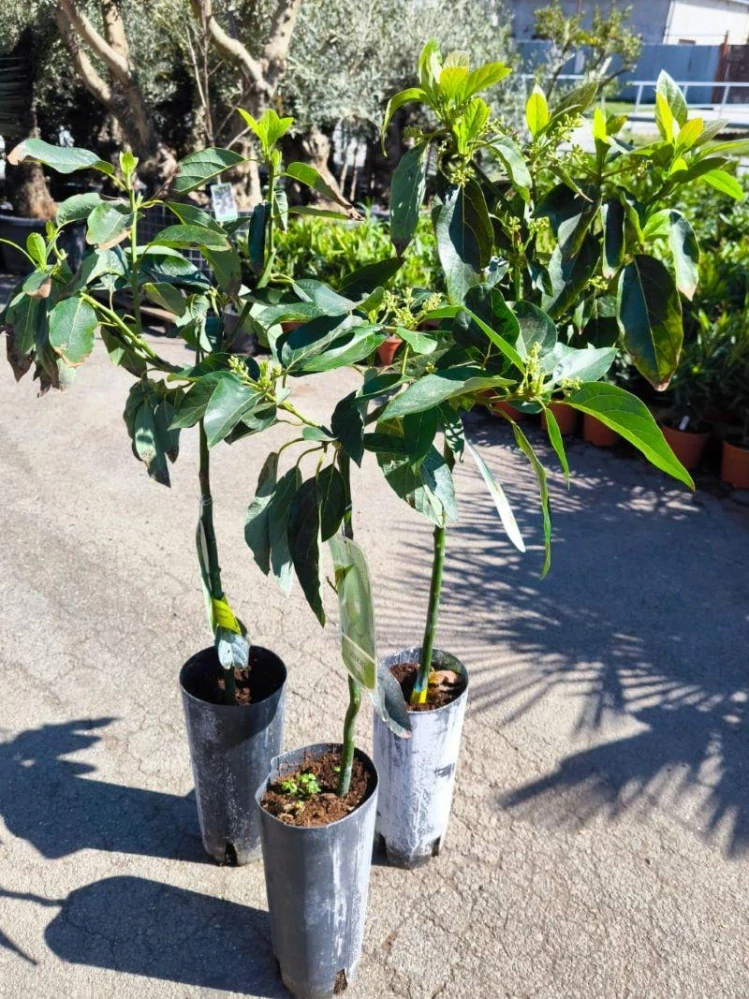 Avokádo, 110-120 cm, odrůda "Bacon"