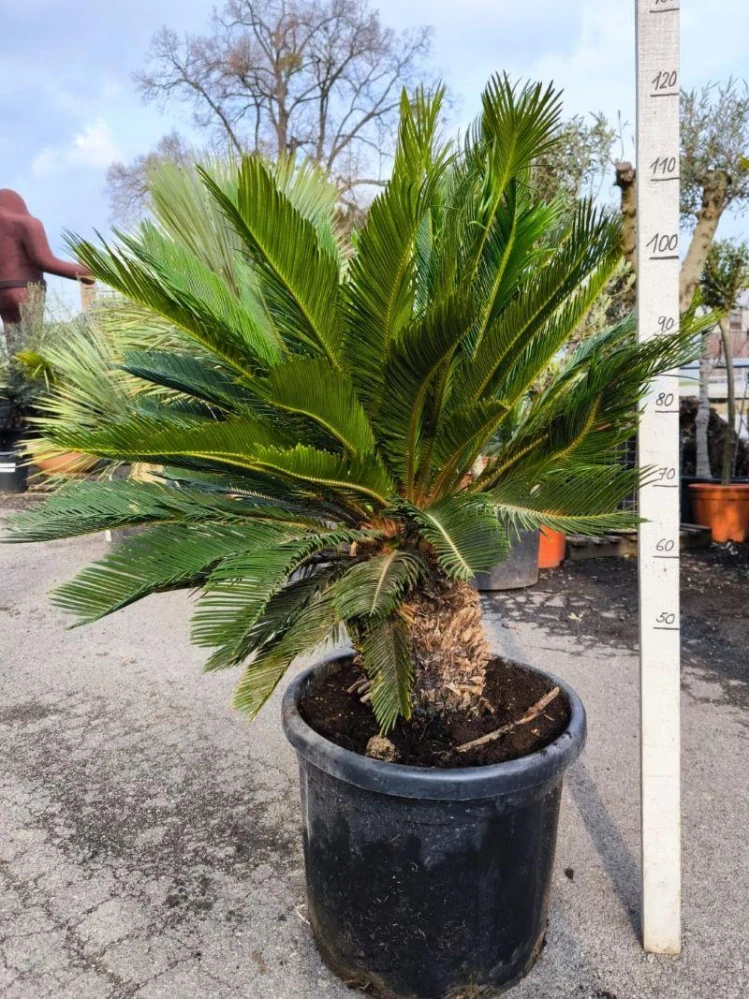 Cycas revoluta, kmen 25 cm