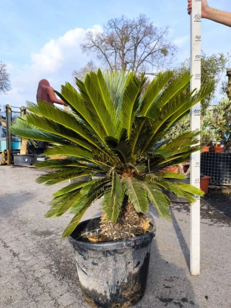 Cycas revoluta, kmen 35 cm