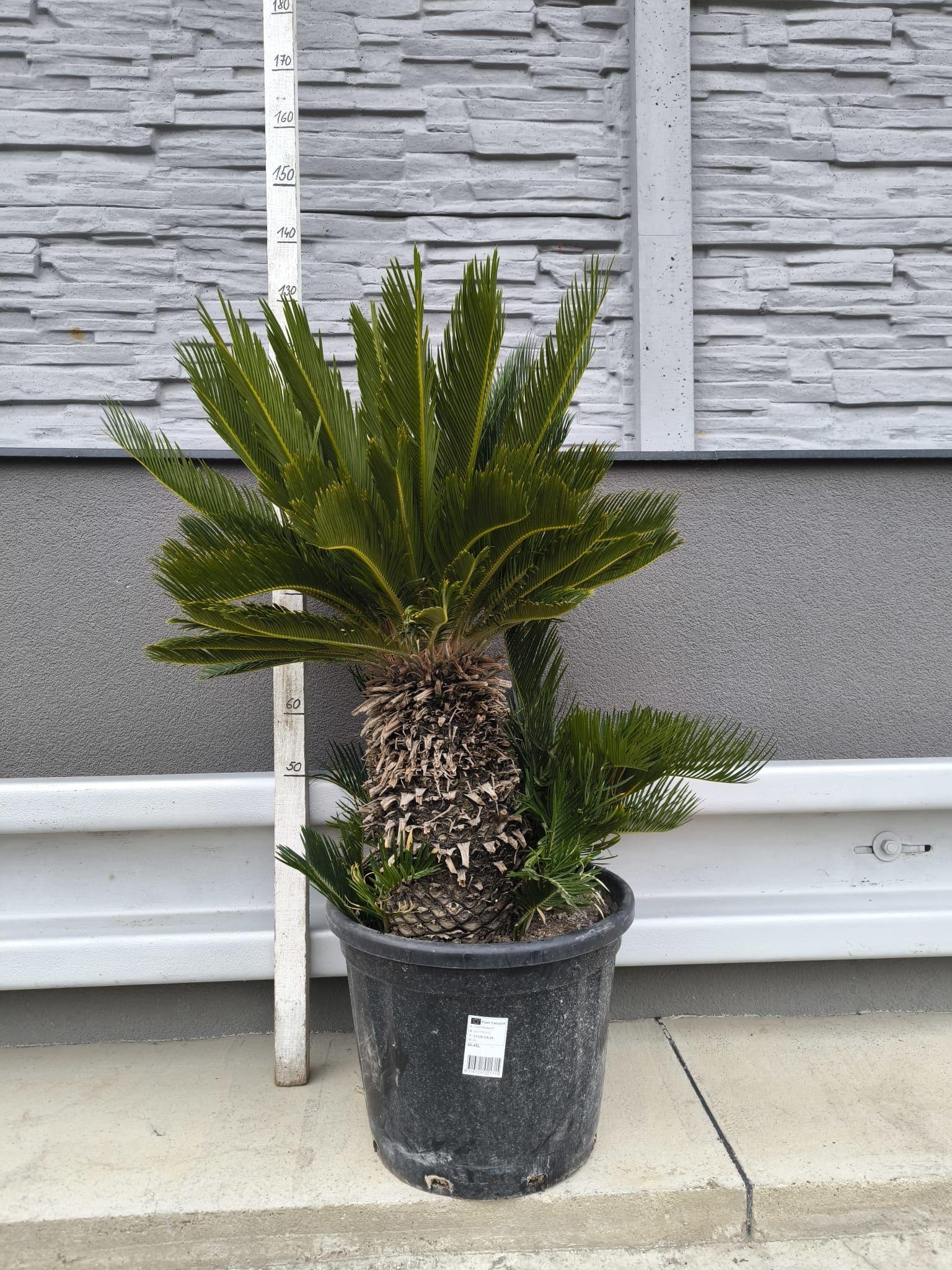 Cycas revoluta, kmen 45 cm