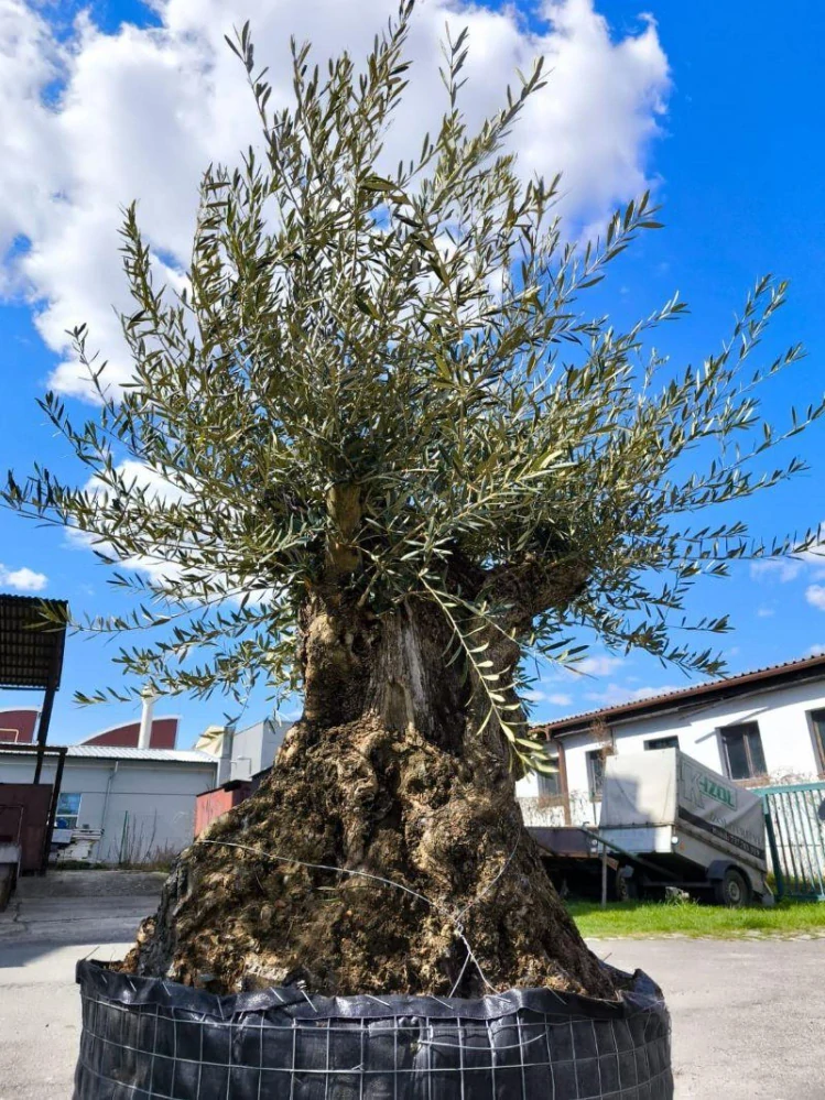 Olivovník evropský, bonsai, obv. 1,7 m, síť