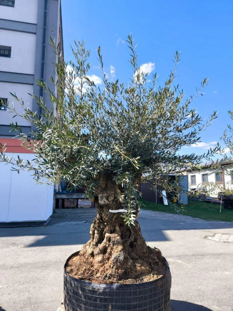 Olivovník evropský, bonsai, obv. 1,55 m, síť