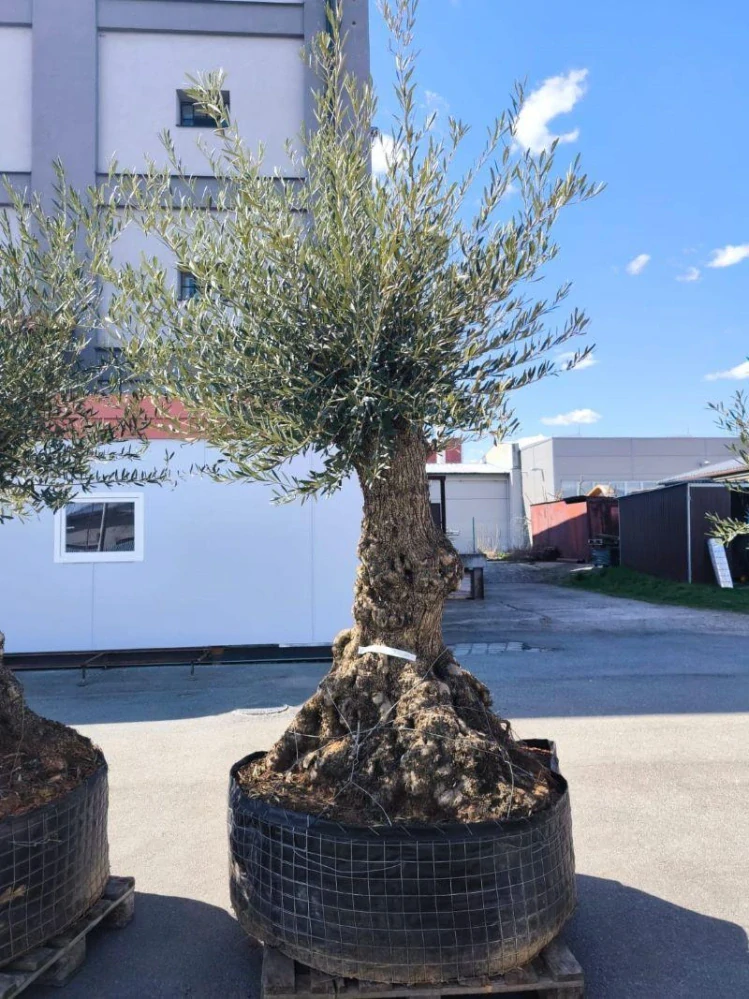 Olivovník evropský, bonsai, obv. 1,2 m, síť