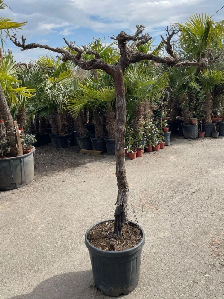 Vinná réva, 1,3m kmen - Moscatel