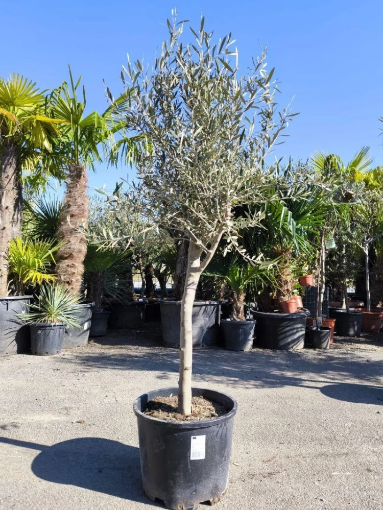 Olivovník evrop., 170-190 cm