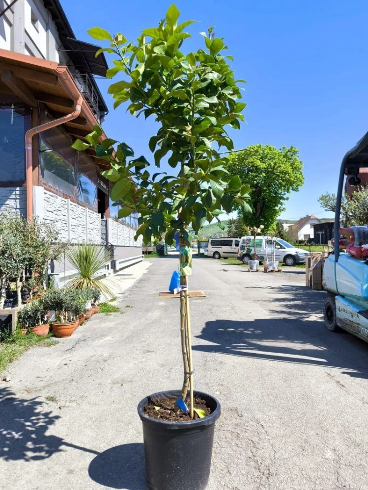 Citrus limon - citron, 170-190 cm