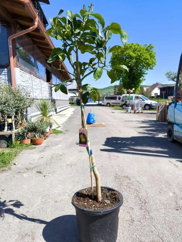 Citrus paradisi - grep, 140-160 cm