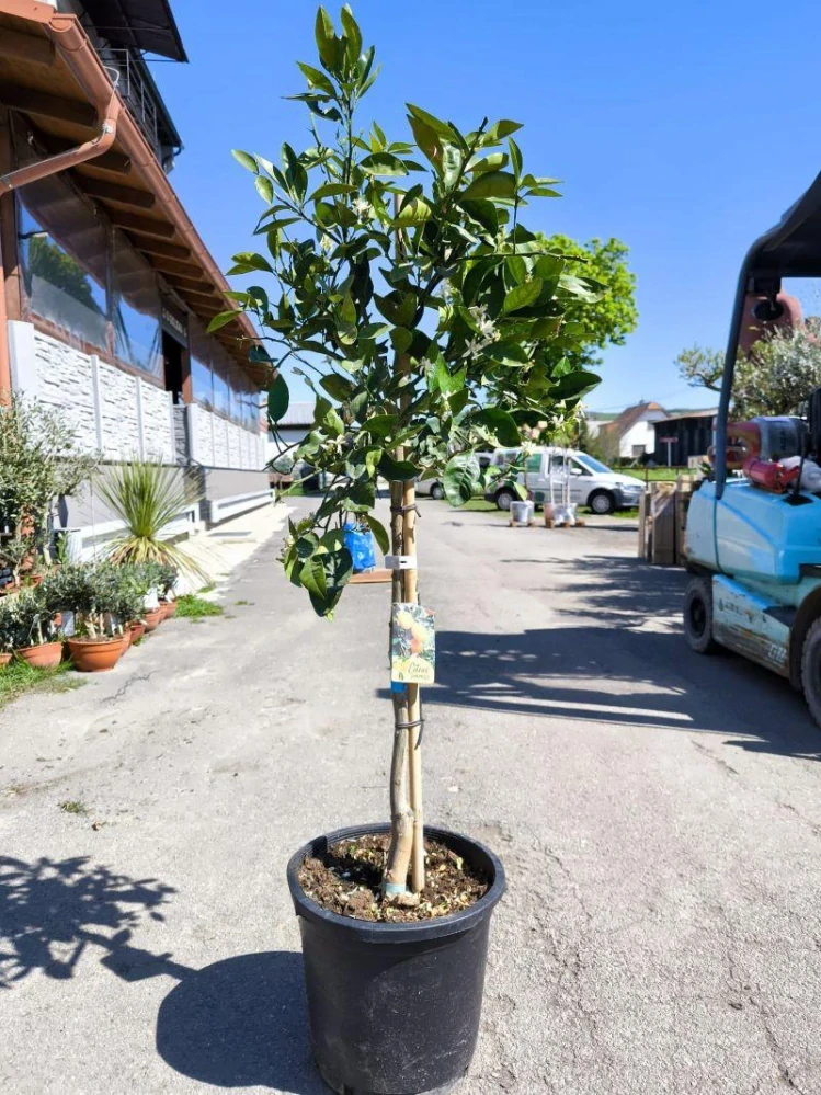 Citrus reticulata - mandarinka, 140-160 cm