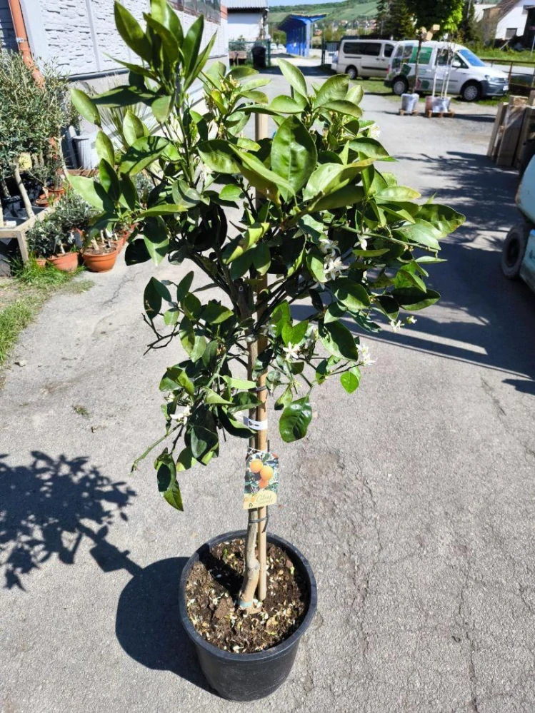 Citrus sinensis - pomerančovník, 130-150 cm