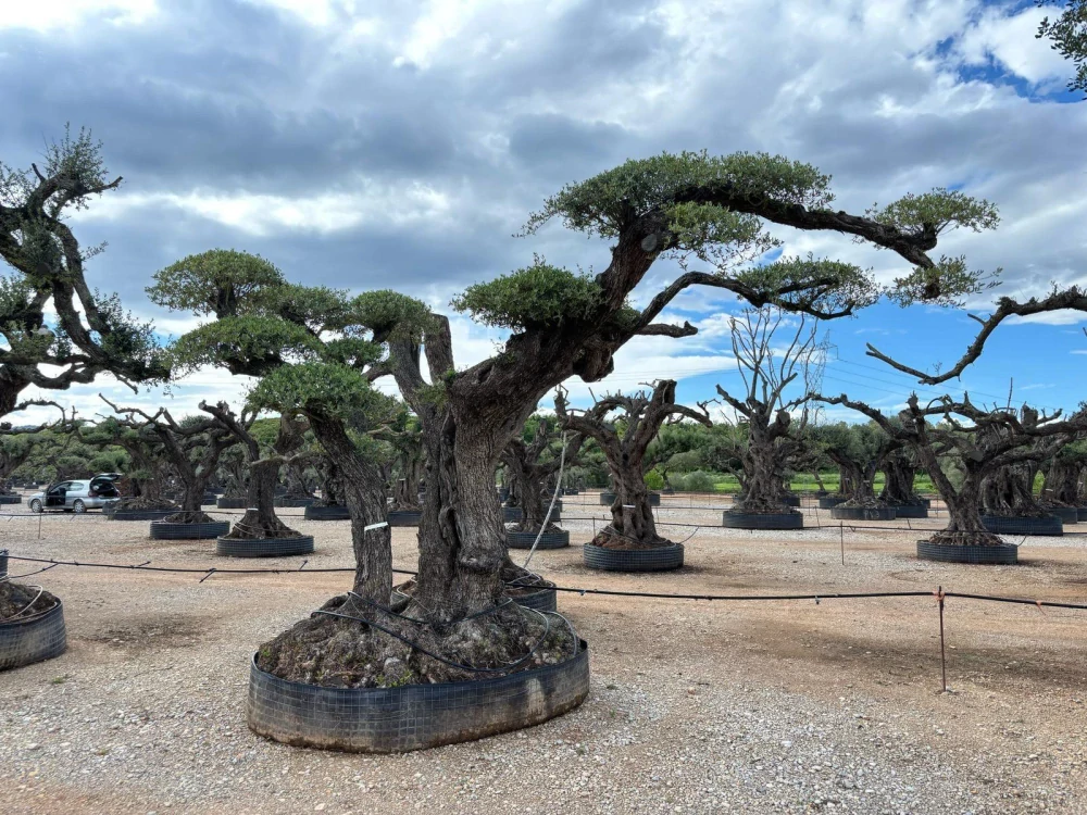 Olivovník evropský, talířový od 30 000 Kč