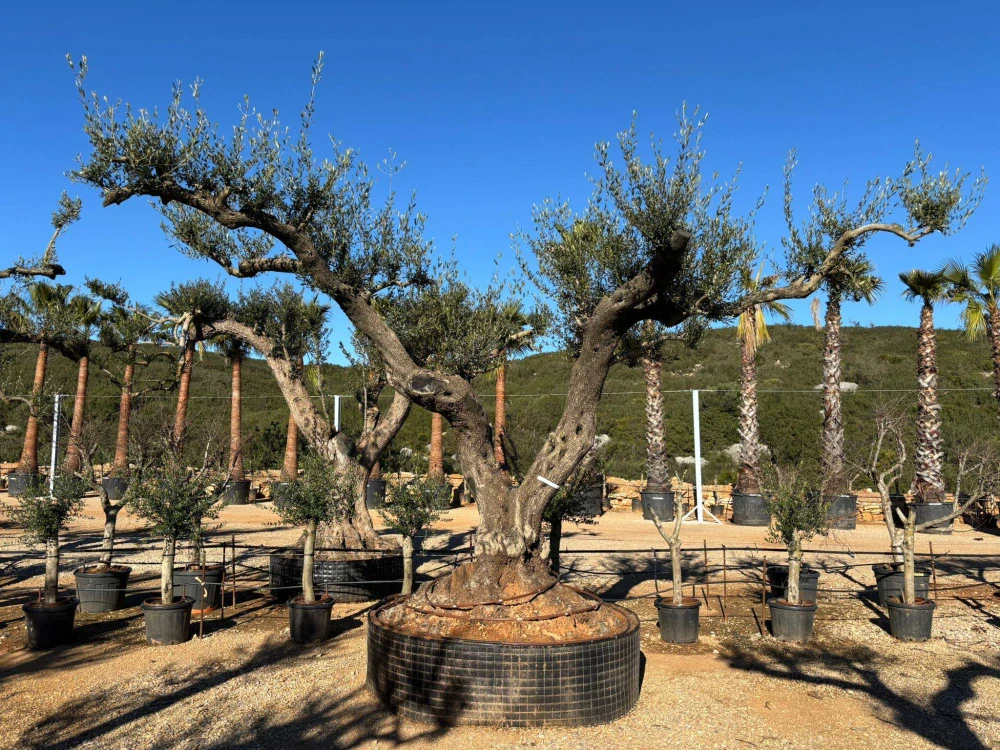 Olivovník evropský, rozdvojený