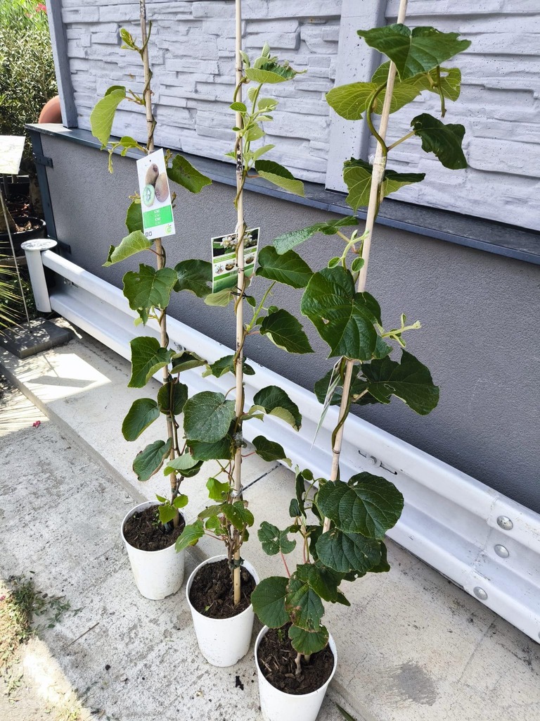 Kiwi Solissimo, SAMOSPRAŠNÉ