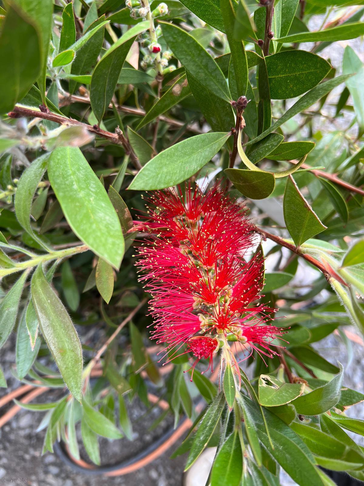 Kalistemon (Štětkovec) 70/80 cm