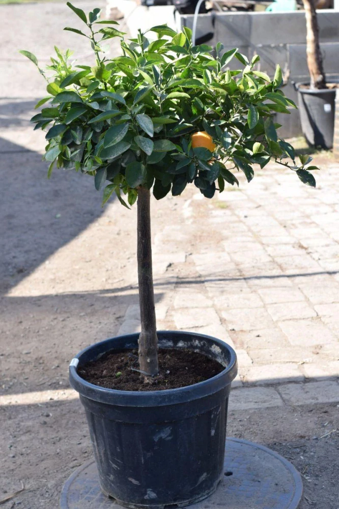 Citrus sinensis - pomeranč, 45L, obv. 14-17 cm
