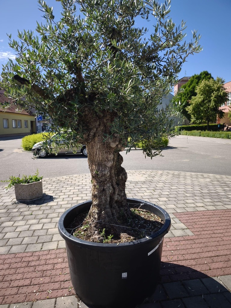 Olivovník evropský, obvod 110-120 cm