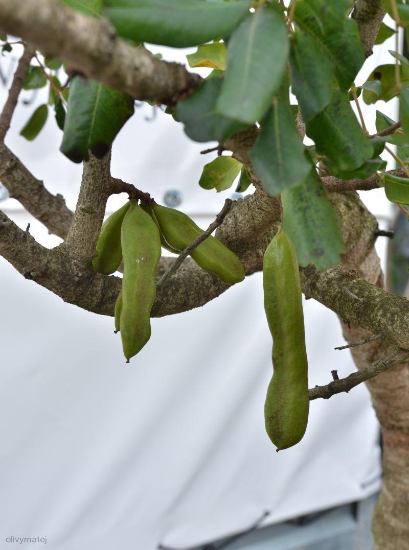 Ceratonia siliqua (Rohovník obecný)